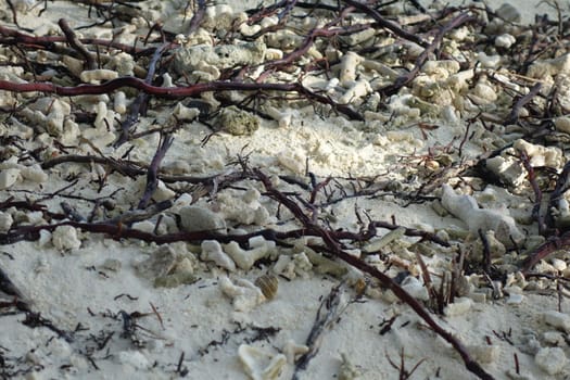 Corrals wood and seaweeds on the beach as a close-up