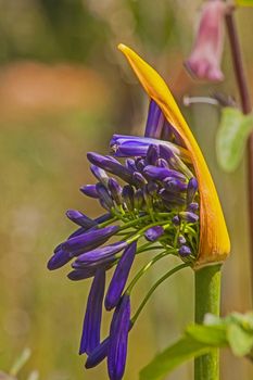 Agapanthus (Agapanthus praecox) flowers opening.