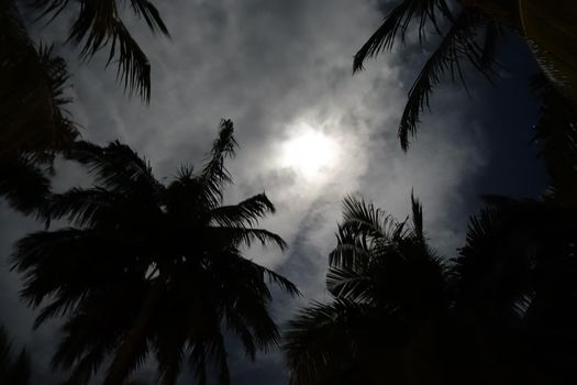 Palm trees edge the moon from below at night with a various of focus