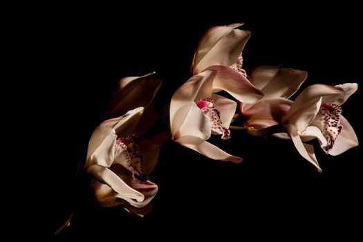 A flower spike of the Cymbidium Orchid on a black background