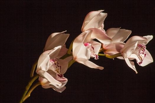 A flower spike of the Cymbidium Orchid on a black background