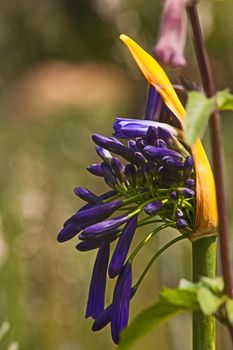 Agapanthus (Agapanthus praecox) flowers opening.