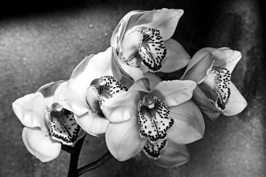 A monochrome image of a flower spike of the Cymbidium Orchid on a black background