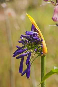 Agapanthus (Agapanthus praecox) flowers opening.