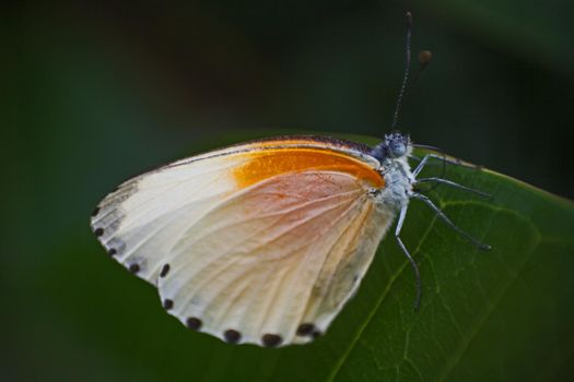 A Twin Dotted Border butterfly (Mylothris rueppellii haemus) perched on a green leaf.