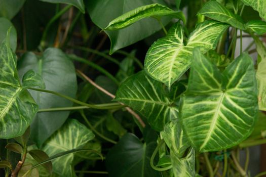 A fragment of the interior with a variety of indoor plants. Urban jungle concept. Biophilia design.