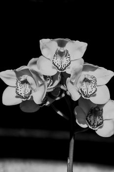 A monochrome image of a flower spike of the Cymbidium Orchid on a black background
