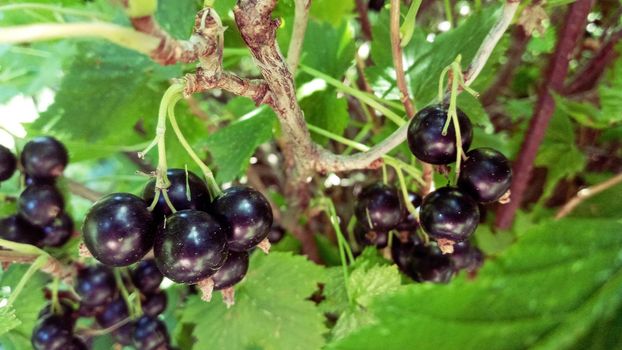 A bunch of black currants on a branch in the garden. In the green leaves of a currant bush.