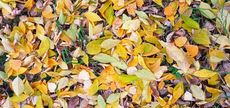 Colorful seasonal autumn background pattern, Vibrant carpet of fallen forest leaves. Autumn beauty of nature. Autumn background with multicolored leaves. 