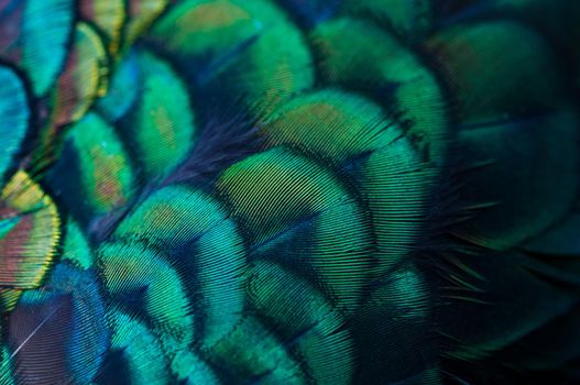 Close up of the  peacock feathers .Macro blue feather, Feather, Bird, Animal. Macro photograph.