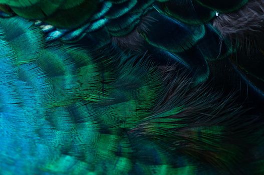 Close up of the  peacock feathers .Macro blue feather, Feather, Bird, Animal. Macro photograph.