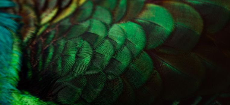 Close up of the  peacock feathers .Macro blue feather, Feather, Bird, Animal. Macro photograph.