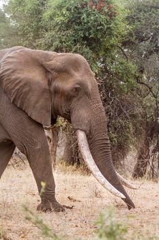 African bush elephant in Kruger National park, South Africa ; Specie Loxodonta africana family of Elephantidae