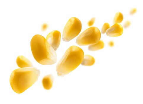 Ripe corn grains levitate on a white background.