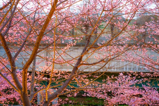 Kawazu Sakura on Miura coast. Shooting Location: Miura City, Kanagawa Prefecture