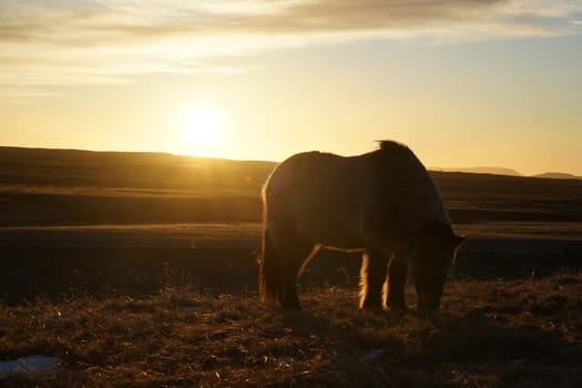 Iceland Horse (at the meadow of Iceland). Shooting Location: Iceland, Lay Cavik