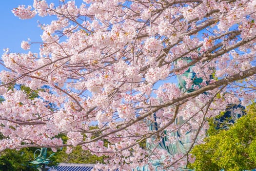 Cherry blossoms in Kamakura and the full bloom. Shooting Location: Kamakura City, Kanagawa Prefecture