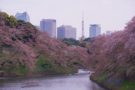 Image of cherry blossoms of Chidorigafuchi. Shooting Location: Tokyo metropolitan area