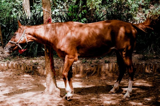 Brown Hair Horse (Thailand · Pattayer). Shooting Location: Thailand, Pattaya