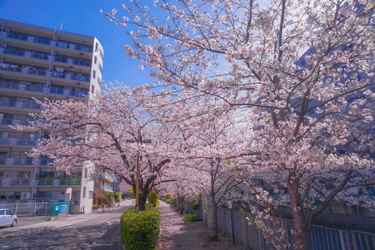 Cherry blossoms and towns of the full bloom of the Sakiko River. Shooting Location: Yokohama-city kanagawa prefecture