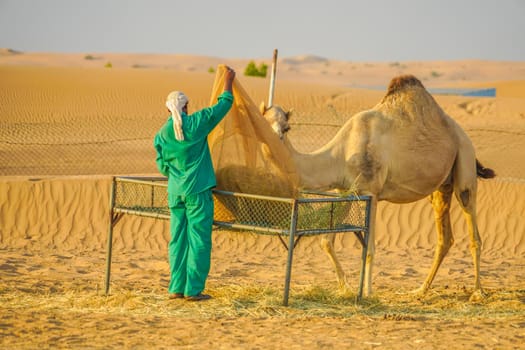 Arabian Desert Camel (United Arab Emirates). Shooting Location: Dubai