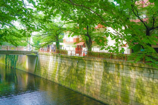 Tokyo Metropolitan Meguro River New Green. Shooting Location: Tokyo metropolitan area