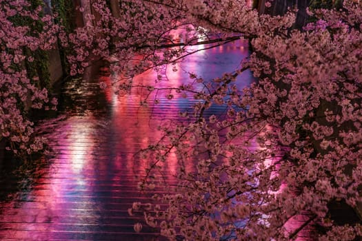 Night cherry blossoms of Meguro River in full bloom. Shooting Location: Tokyo metropolitan area