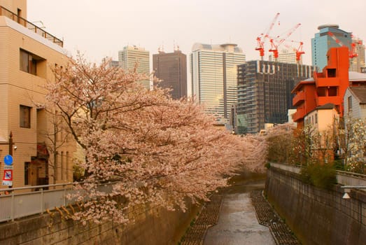 Image of cherry blossoms blooming in the city. Shooting Location: Tokyo metropolitan area