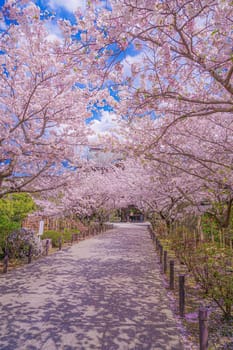 Cherry tunnel in full bloom. Shooting Location: Kamakura City, Kanagawa Prefecture
