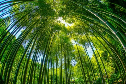 Sun looking from bamboo forest. Shooting Location: Kamakura City, Kanagawa Prefecture