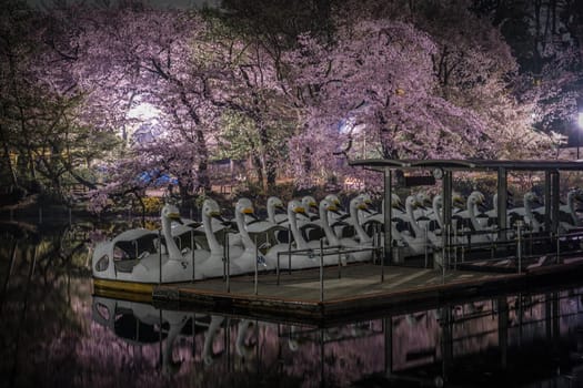 Inokashira Park Night Sakura and Duck Boat. Shooting Location: Tokyo metropolitan area