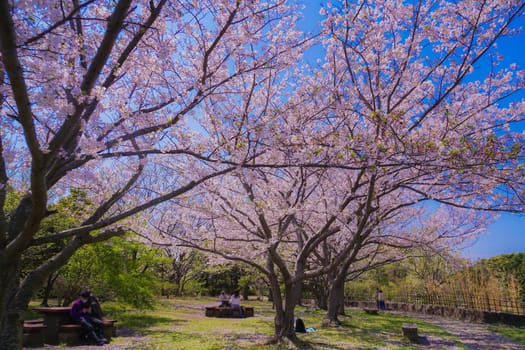 Cherry blossoms in Masanishi Rinkai Park in full bloom. Shooting Location: Tokyo metropolitan area