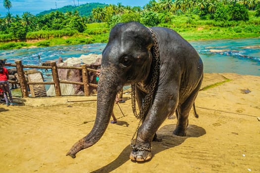 Wild elephant image (Sri Lanka Pinnala). Shooting Location: Sri Lanka