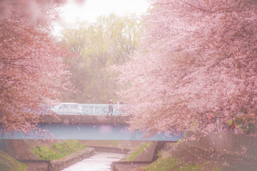 Sakura snowstorm in Yoshimoji Green Area Park. Shooting Location: Tokyo metropolitan area