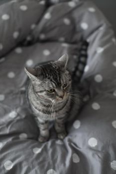 striped gray cat on the gray blanket in bed at home in the morning