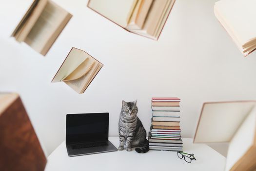Funny gray domestic cat sitting on the table among books, isolated on white. home education and study concept