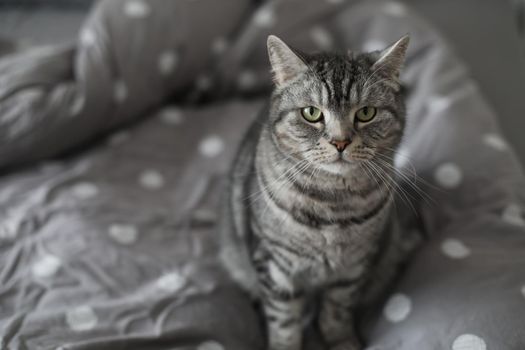striped gray cat on the gray blanket in bed at home in the morning