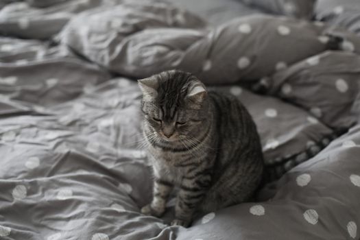 striped gray cat on the gray blanket in bed at home in the morning