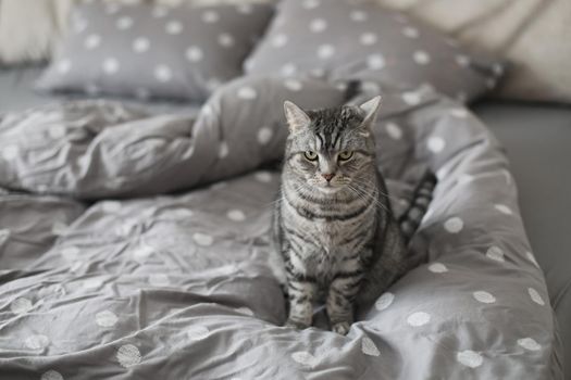 striped gray cat on the gray blanket in bed at home in the morning