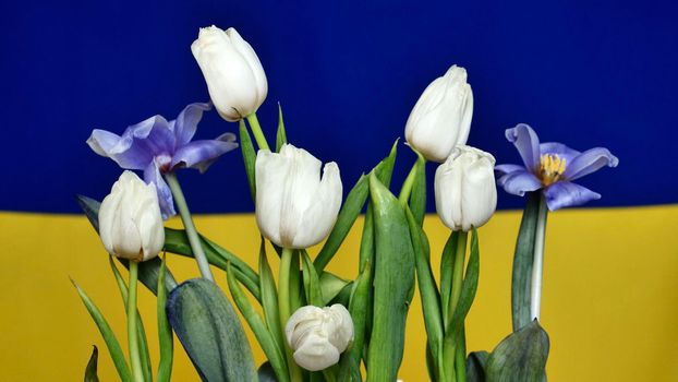 The background is yellow blue National Ukrainian flag at home with flowers tulips. War in Ukraine. Russia attacked Ukraine 24.02.2022