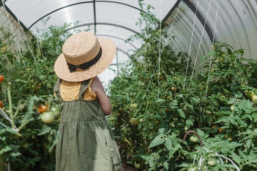 A little girl in a straw hat is picking tomatoes in a greenhouse. Harvest concept
