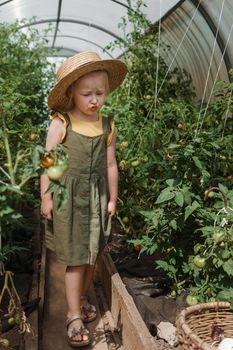 A little girl in a straw hat is picking tomatoes in a greenhouse. Harvest concept