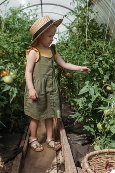 A little girl in a straw hat is picking tomatoes in a greenhouse. Harvest concept