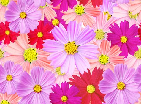 Cosmos flowers seamless pattern. full colored cosmos. Cosmos flower is an ornamental plant.