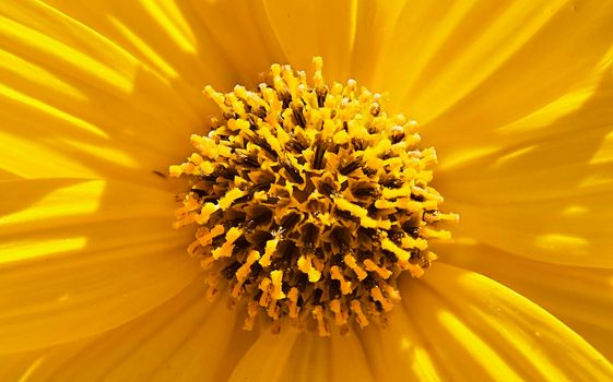 Detail of the central part of the corolla of a daisy. Detail and macro photograph, yellow colour, zenithal view.