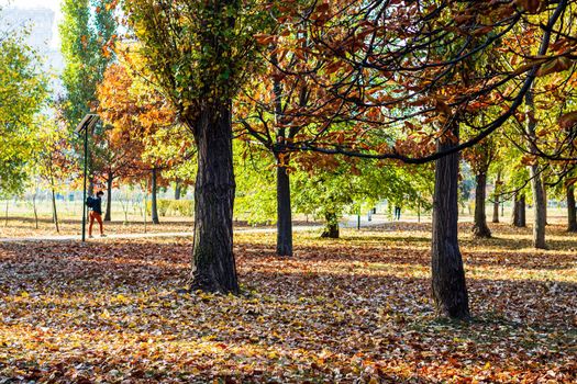 Autumn in a park. Autumn scenery with brown leaves