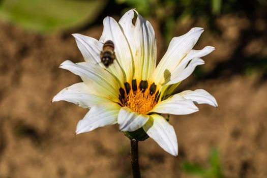 Beautiful natural flowers in the garden. Detail photo of flower