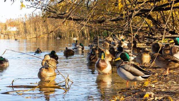 Wild ducks on the lake. Ducks, drakes sit, swim eat