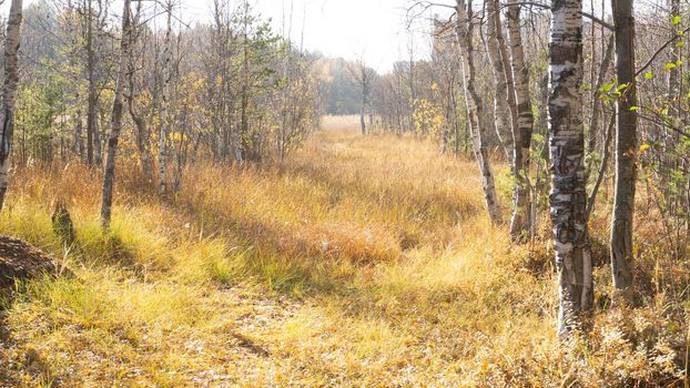 Autumn swamp in the forest with trees without foliage. Russia, northern forest with firs and birches