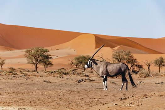 Oryx antelope in front of hidden Dead Vlei landscape in Namib desert, Namibia, Africa wildlife and wilderness